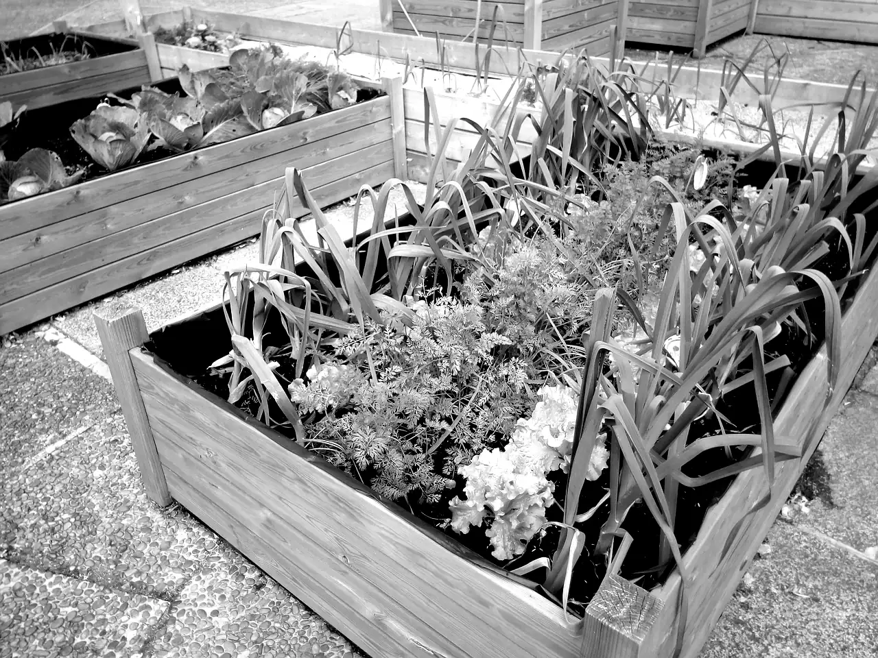 Carrés potagers en bois garnis de poireaux et de salades, dans un jardin partagé